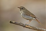 Hermit Thrush